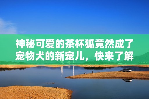 神秘可爱的茶杯狐竟然成了宠物犬的新宠儿，快来了解它的魅力吧！
